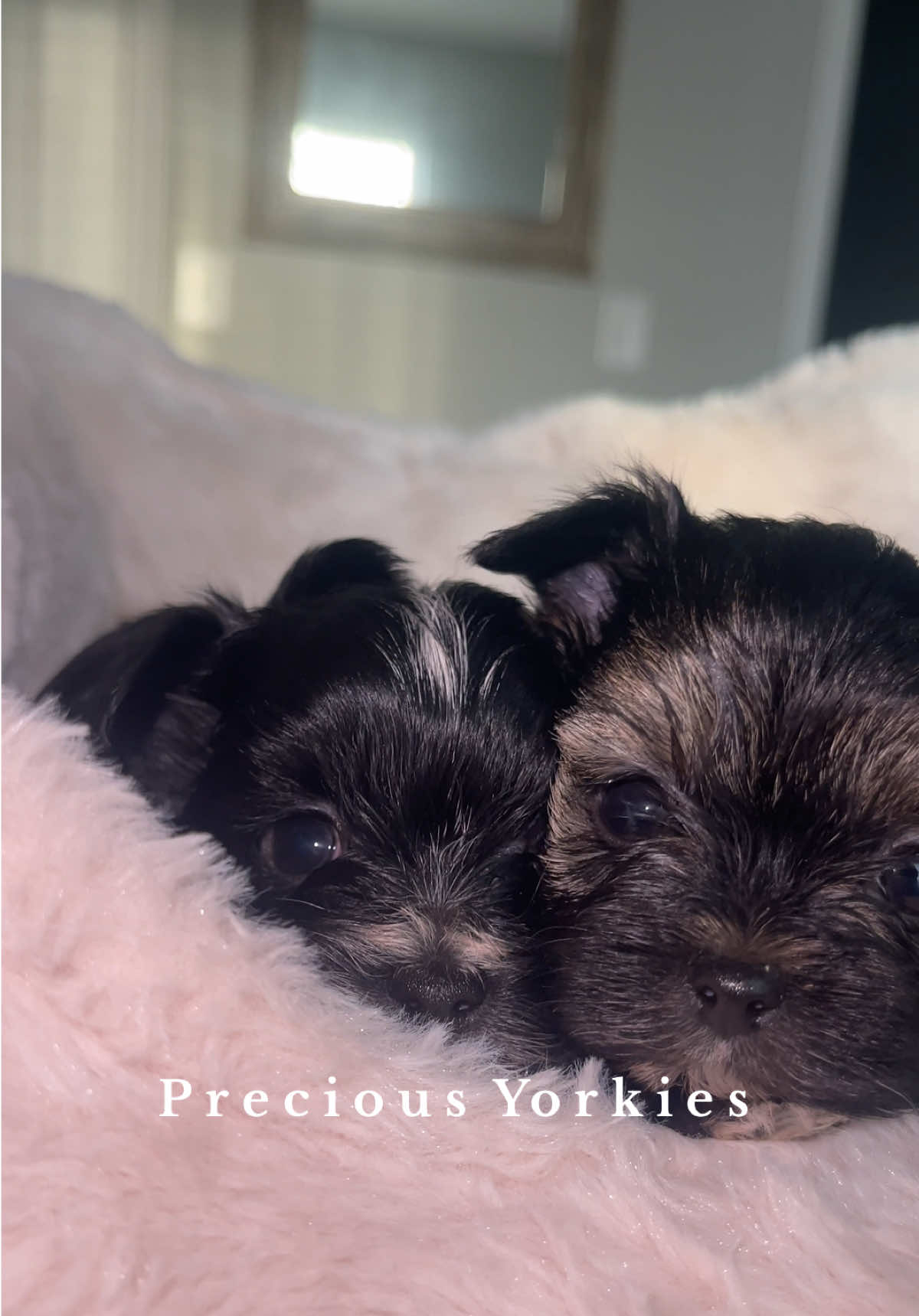 How adorable are these little ones! 😍 #puppies #yorkies #fyp #dogcontent #lookingforlove 