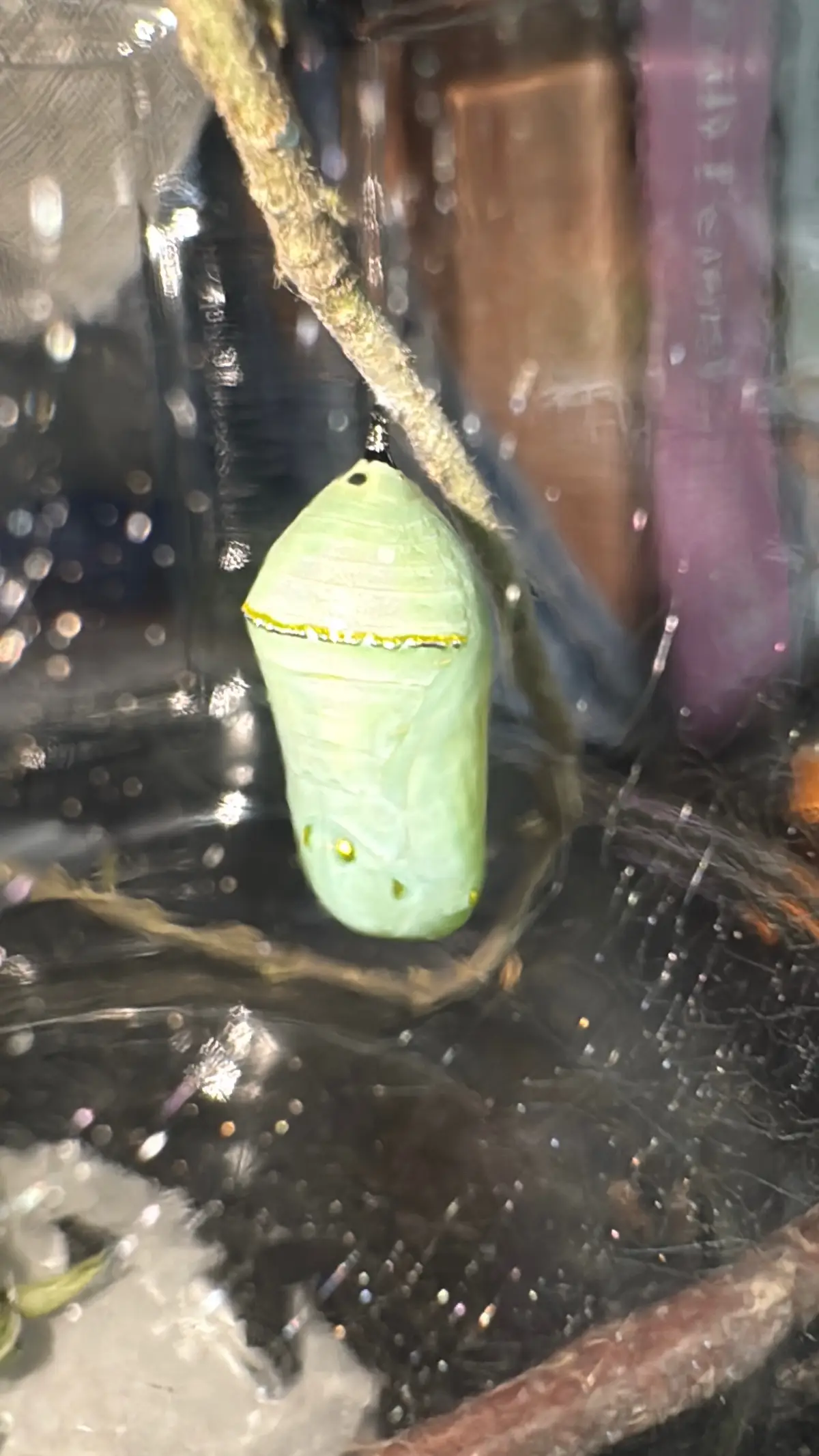Our bougie soon-to-be monarch butterfly with the shimmering gold on the outside of the cocoon 😂🥰 ##butterfly##cocoon##monarchbutterfly##bougie