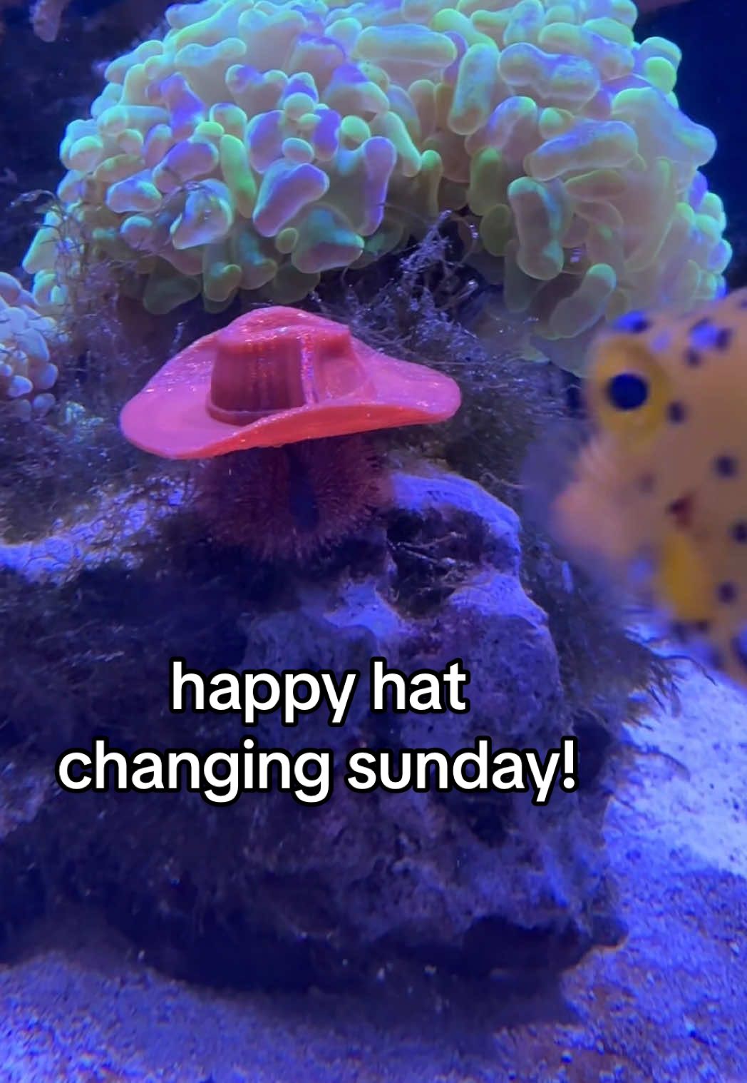 happy sunday! 🤠 #bubblestheseaurchin #bobatheseaurchin #booptheseaurchin #seaurchinhats #seaurchin 