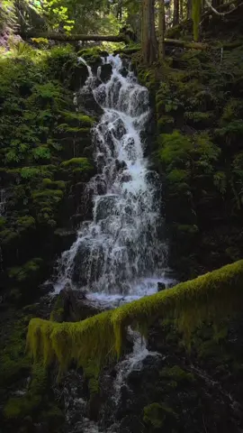 Flying through moss-draped branches to a hidden gem of the Pacific Northwest — a beautiful little waterfall cascading down the rocks deep in the forest. Surrounded by lush greenery, ferns, and the soft glow of filtered light, it’s one of those peaceful woodland scenes that feels like stepping into a secret world. The sound of rushing water and the mossy forest air make it pure magic — a reminder of God’s incredible creation and the peace He brings through nature 😌