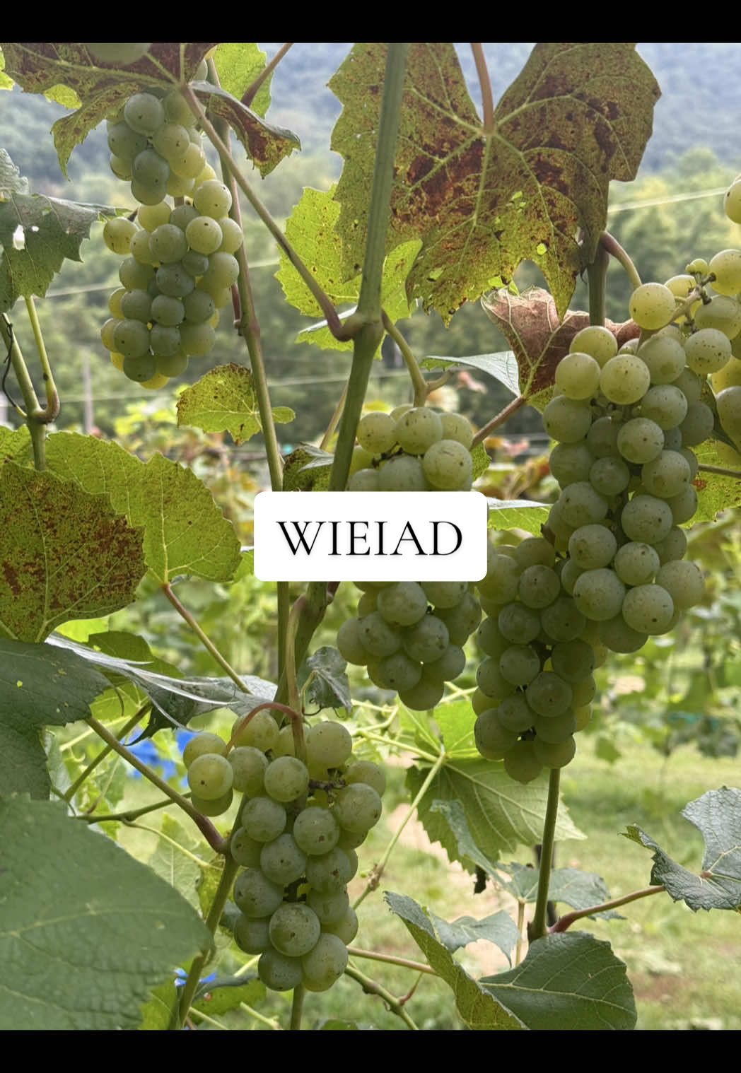 What I eat in a day 🍇 such a fun day of eats at home :)  #wieiad #whatieatinaday #wieiadrealistic #eating #EasyRecipe 