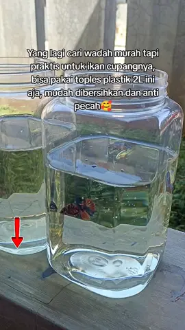 Toples serbaguna 2L food grade,bisa untuk tempat jajanan dan wadah ikan cupang #toples #wadahcupang #solitercupang #cupanghiasindonesia #ikancupang #promogajian #recommendations 
