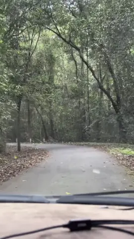 Lạc vào rừng 🤭