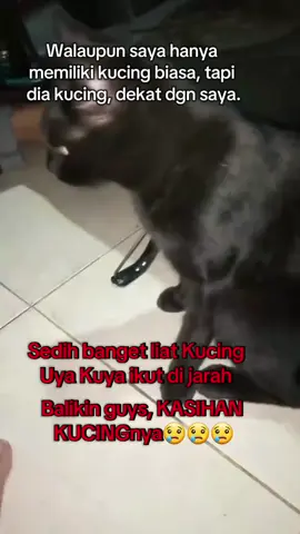 Pecinta Kucing #pemula #fyf #fyp 