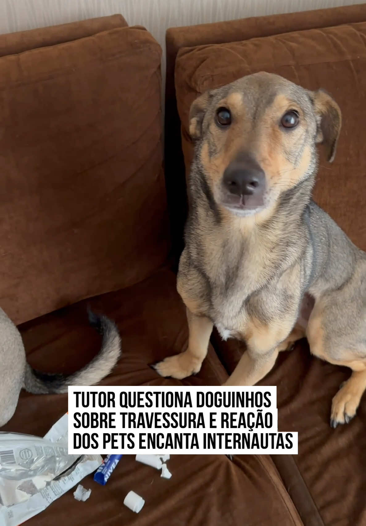 🥰🐶 Eles são inocentes até que se prove o contrário! Gustavo Henrique registrou quando flagrou os #doguinhos Salsicha e Scooby totalmente desconfiados por conta de uma travessura. Ao chegar em casa, Gustavo viu que os dois tinham destruído um objeto e questionou ambos sobre quem tinha feito aquilo. Com carinhas de anjo, tanto Salsicha como Scooby ficaram quietos, apenas pensando se a 