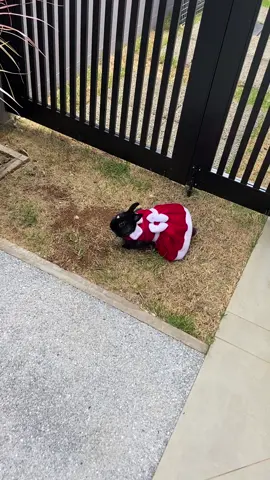 Yolanda a mamãe Noel mais charmosa do Brasil! 