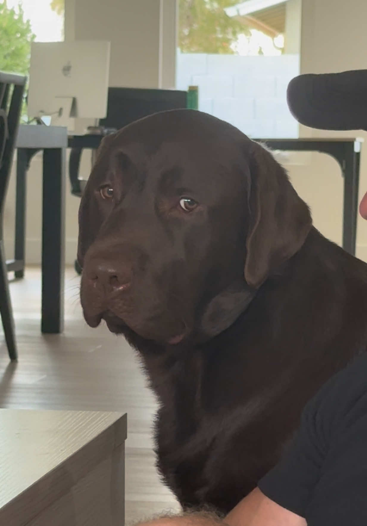 Just a hungry boy  #fyp #labrador #PetsOfTikTok #chocolatelab #viral 