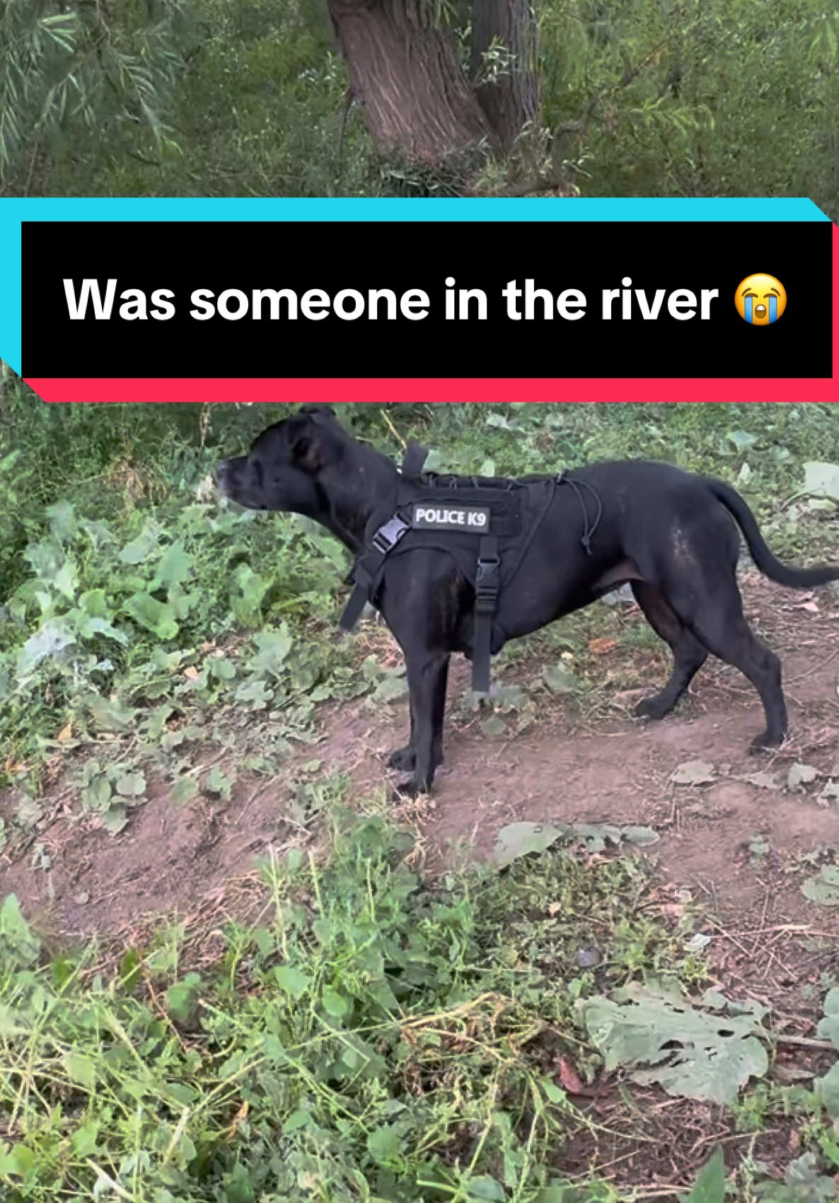 On the afternoon walk with my retired police dog when she picked up a scent #dog #staffy #fyp #foryoupage❤️❤️ #sadstory 