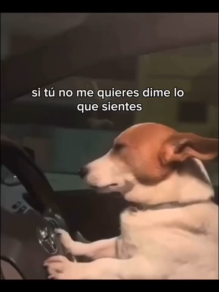 Pide tu canción favorita en los comentarios y no olvides seguir la página 🤙🏻  Canción: Juanes - La paga #perrito #perritochofer #rolitas #lyrics #viral #musica #daily #temazo #viralvideos #fyppp #juanes