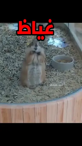 very very very very funny catتجميع ضحك مدمرة ههههههههه خدلك ضحكه مع اسامه خدلك ضحكه مع اسامه خدلك ضحكه مع اسامهfunny funny funny funny funny cat videosfunny videos animals cats and dogsfish videos catsfunny animal videos try not to laugh catsfunny cat and dog videos funny animals lifevery very very very very very funny cat videosfunny videos of dogs and animalsقطط ريا وسكينه very very very very very very funny cat videosfunny cat and dog videos funny animals lifeههههه فديوهات حلال فيها النت 😂 #FAKE_VIDEO  #funnyفديوهات مش خسارة فيها النت 😂عالم ملحوس مواقف مضحكه فشخ   حيوانات مضحكه متكلمه بتفكر بنفس طريقه الانسان وهتضحك من قلبك علي كلامها الي كله ضحك لانها ليها قلب وعقل وكل ما تحلم بيه وقطط كلاب اسود فيل سيد قشطه خرتيت الغابه مليانه ما بين حيوانات بريه متوحشه واليفه وطيور وجوارح ومفترسين هنجبلك الموقف وتسمع الحيوان بيقول ايه هنفكر بعقله ونتكلم بلسانه وبرضه البحار مش هننساها وفيها قرش وحوت وسمك  وخدلك ضحكه مع اسامه الضحك  #زرافه #مواقف_كوميديه #السعوديه        #      كوميديا_مصري            # لؤي                             #   مش خسارة فيها النت 😂Hahaha, videos that are permissible on the Internet        Videos that are not lost on the Internet, funny situations and snoring, funny talking animals that think in the same way as humans, and you will laugh from your heart at their words that are all funny because they have little cats, dogs, lions, elephants, hyenas. The forest is full of wild and domesticated animals, birds, raptors, and predators. We will bring you the situation and you will hear what the animal is saying. We will think with its mind and speak with its tongue and with its soul, the seas. We will not forget it. And there are     _and_funny_situations   # Strange_situations                 funny videos of dogs and animalsHahaha, videos that are permissible on the Internet        Videos that are not lost on the Internet, funny situations and snoring, funny talking animals that think in the same way as humans, and you will laugh from your heart at their words that are all funny because they have little cats, dogs, lions, elephants, hyenas. The forest is full of wild and domesticated animals, birds, raptors, and predators. We will bring you the situation and you will hear what the animal is saying. We will think with its mind and speak with its tongue and with its soul, the seas. We will not forget it. And there are     _and_funny_situations   # Strange_situations                 رغم اني بضحك الناسههههه فديوهات حلال فيها النت 😂    مش خسارة فيها النت 😂عالم ملحوس مواقف مضحكه فشخ   حيوانات مضحكه متكلمه بتفكر بنفس طريقه الانسان وهتضحك من قلبك علي كلامها الي كله ضحك لانها ليها قلب وعقل وكل ما تحلم بيه وقطط كلاب اسود فيل سيد قشطه خرتيت الغابه مليانه ما بين حيوانات بريه متوحشه واليفه وطيور وجوارح ومفترسين هنجبلك الموقف وتسمع الحيوان بيقول ايه هنفكر بعقله ونتكلم بلسانه وبرضه البحار مش هننساها وفيها قرش وحوت وسمك  وخدلك ضحكه مع اسامه الضحك 