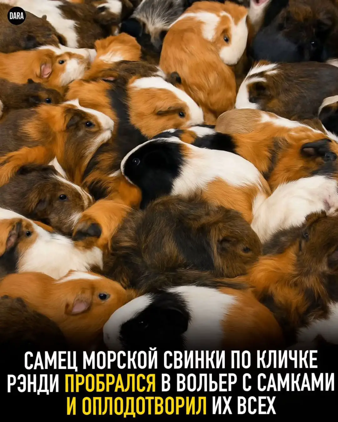 🐹💘 В английском графстве Уорикшир морская свинка по кличке Рэнди стала местной легендой: он пробрался в вольер к самкам и, возможно, стал отцом сотен малышей! Сотрудники парка Hatton Country World были в шоке, когда почти 100 самок оказались беременными. Как выяснилось, один самец сбежал из своей клетки (или его по ошибке вернули не туда) и провёл несколько недель среди самок. Так как каждая морская свинка может родить около 4 детёнышей, парк готовится к пополнению — до 400 новорождённых! Менеджер Ричард Крэддок отметил, что Рэнди, судя по всему, отлично провёл время — после приключения он заметно похудел. Сейчас его вернули обратно в мужской вольер, где сотрудники шутят, что у него теперь достаточно поводов для гордости 😄🐹 #рекомендации #врекомендации #fyp 