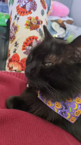 He was falling asleep to the beat of my breathing 🥹❤️ #cat #cattok #catsoftiktok #blackcat #blackcatsoftiktok 