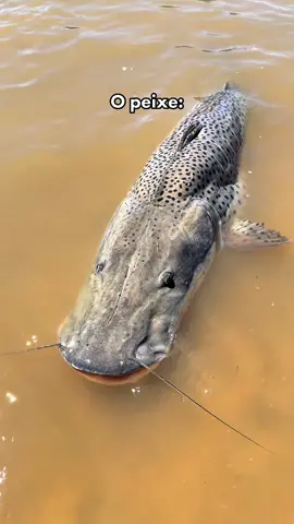 Vai pra vida amiguinho kkk #pesca #pescaria #riomiranda #pantanal #fishing 