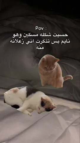 #حب #fyp #ههههه #اكسبلوررررر #اكسبلور #foryoupage❤️❤️ #foryou #explore #memecut 