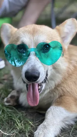 кожані виперли з дому на вихідні....  #tik_tok #коргі #dog #corgizews #corgi 