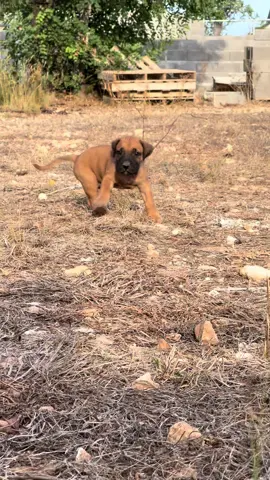 #presacanario #presacanariopuppy #protectiondog #guarddog #cachorro 