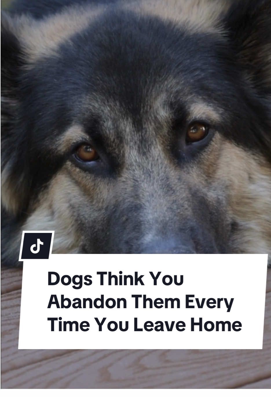 For us it’s just leaving the house… but for your dog, it feels like heartbreak 😢🐾 They don’t know when you’ll return — all they feel is your absence. And when you come back? Their whole world lights up ✨❤️ Does your dog wait for you at the door too? #dogs #doglover #dogsoftiktok 