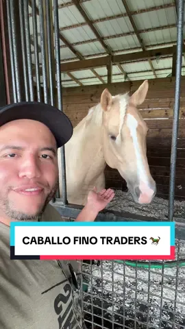 CABALLO FINO TRADERS 🐎 #horse #latinousa #catracho #vidadetrader  #bolsadevalores 