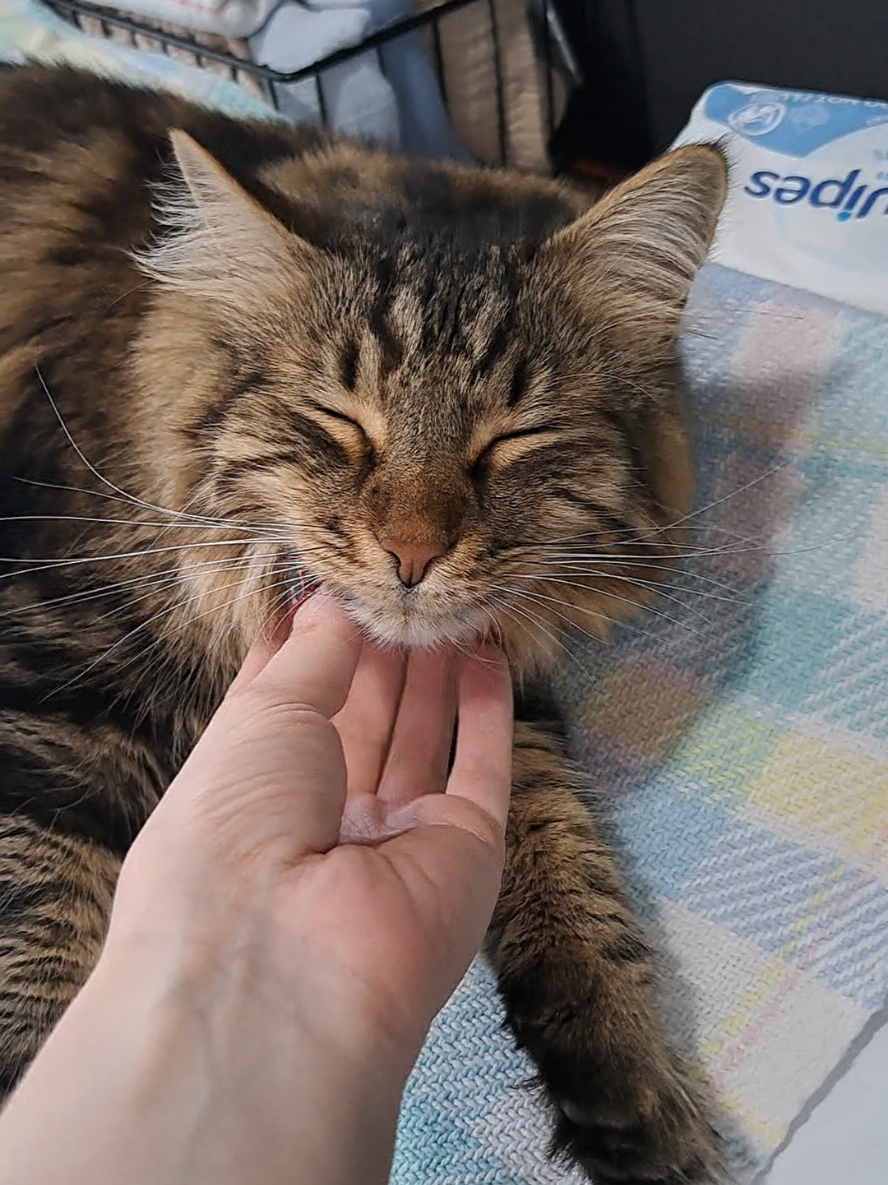back at it again 😮‍💨 Pasta hates (loves) to see me coming with my new Halloween-themed nail trials. #nails #pressonnails #cats #catsoftiktok #cat 