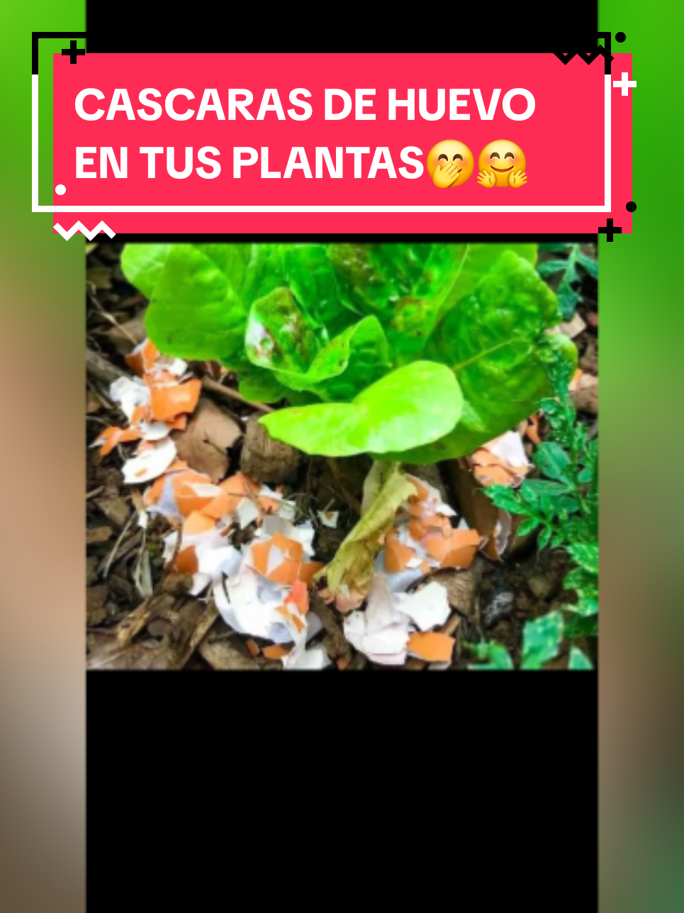#cultivosencasa #todocampo #verduras #vidasaludable #cascarasdehuevo 