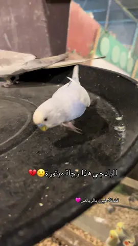 ‏‎#طيور #ببغاء #ببغاوات #طيور_الزينة  #كنيور #كروان #كاسكو #كوكاتو #دره  #كناري #روز #طيور_روز #الرياض #explore  #riyadh #parrots #فندقه_طيور #فندقه_حيوانات 