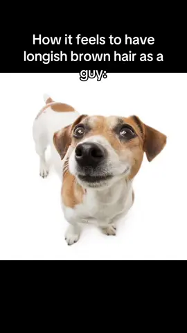 The beagle is my spirit animal 