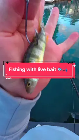 I Caught the WEIRDEST Fish 🐟🎣 #fishing #fishingvideos #capcut 