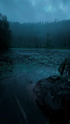 #nature #4k#forrest #rain #highquality 