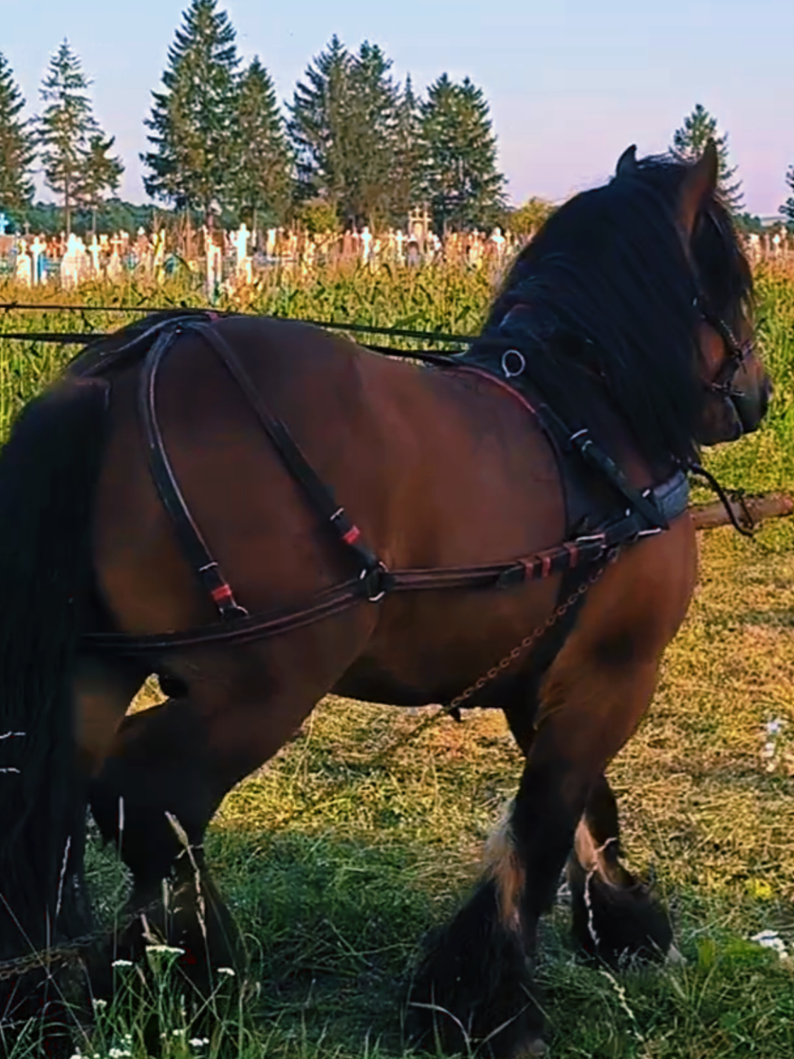 #horsesoftiktok #жеребець #polskiarden #конівукраїні #коні 