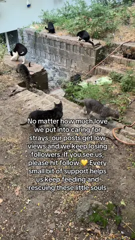 Your support changes everything for them #cats #catcolony #rescue #kitty #fyp 
