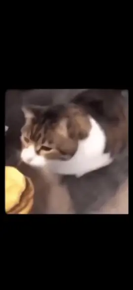Here kitty you can has cheeseburger #fyp #cat #fypシ #cheeseburger #kitty