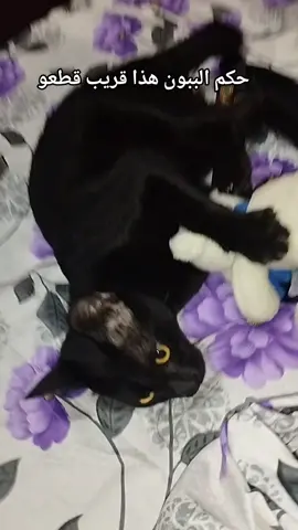 والله ما يعرف يلعب😂😂#anime #catsoftiktok #catlover #chatnoir 