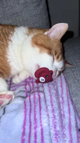 Mein Teddybär 🧸😍 #fyp #catsoftiktok #katze #katzenauftiktok #foryoupage❤️❤️ 
