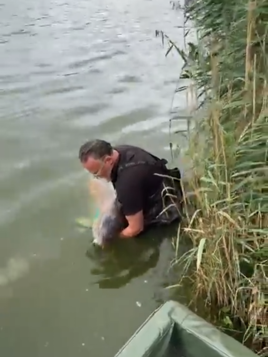 #fishing #carp #euroaqua #viralvideo #fyp 