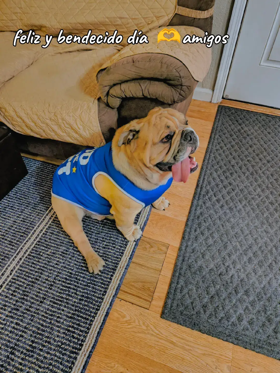 My boy 🩵#friends #bulldog #dogsoftiktok #tiktok #viral 