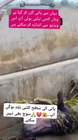 #panjabflood2025 #panjabi #selab #video #india 