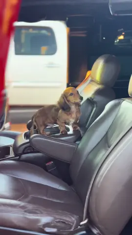 Dachshund was a paid actor @Ex@Exclusive Creationsa#dachshundq#squattedtrucks🤢y#fypシ゚i#viralm#gmt800