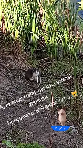#смішневідео #мійкотик #ловлярыбы #всем_добра_и_позитива 
