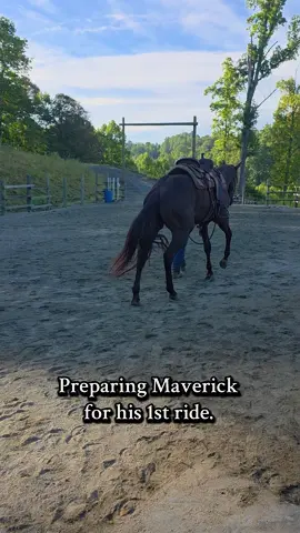 Preparing Maverick for his 1st ride.  #luckyahorsemanship #coltstarter #horsetrainer #barrelhorse #horse 