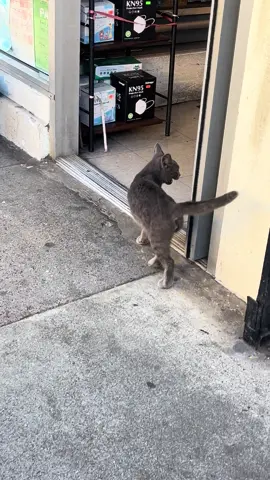 #cat #cutecat #catsoftiktok #catlover #cattok 