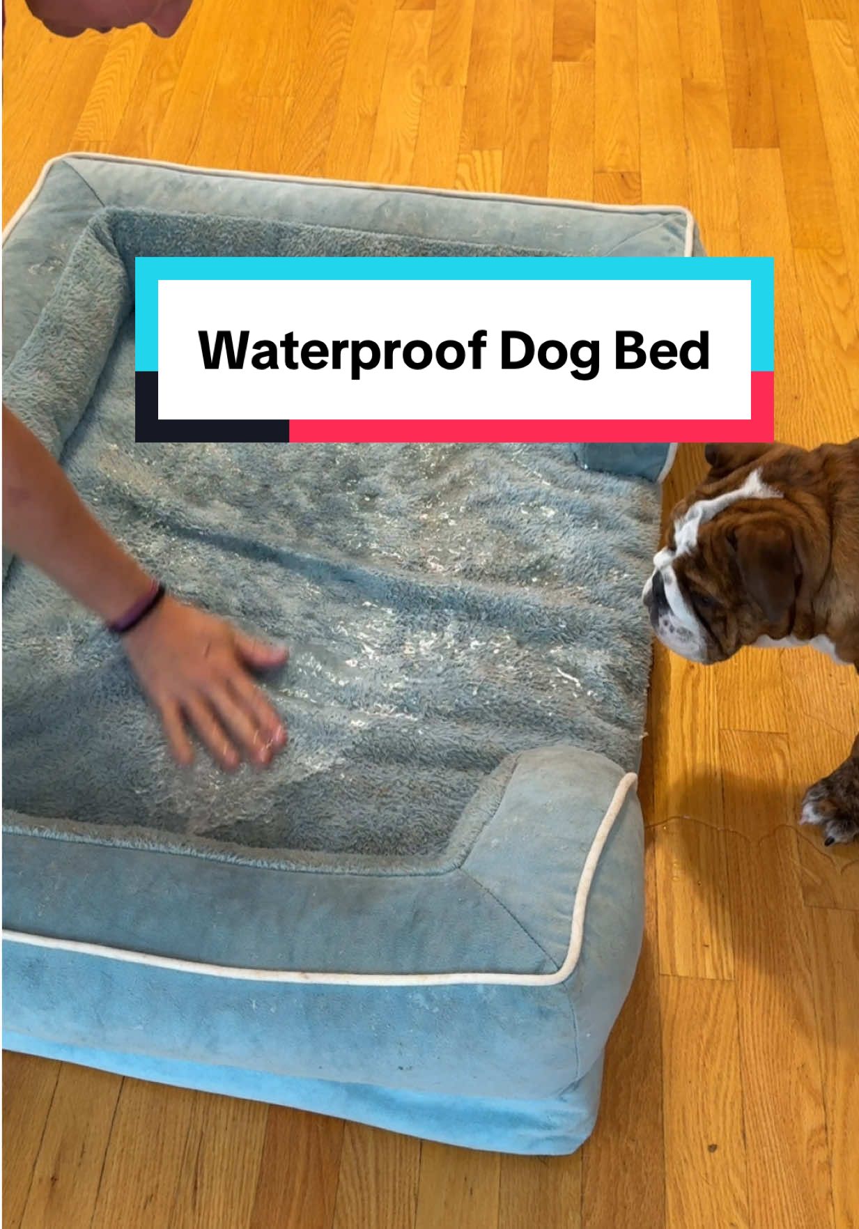 Love this dog bed and it comes in Lots of sizes!!! Even if you have a great dane! #dogbed #orthopedicdogbed #waterproofdogbed #dogbeds #bigdogbed