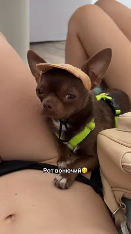 Чудо пес😎 Ждем тебя на нашем канале🥰