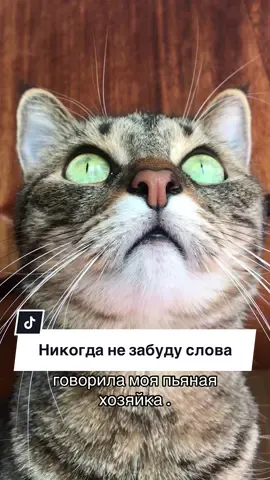 🫣🫣🫣🫣🫣 #animals #котсема #humor #кот 