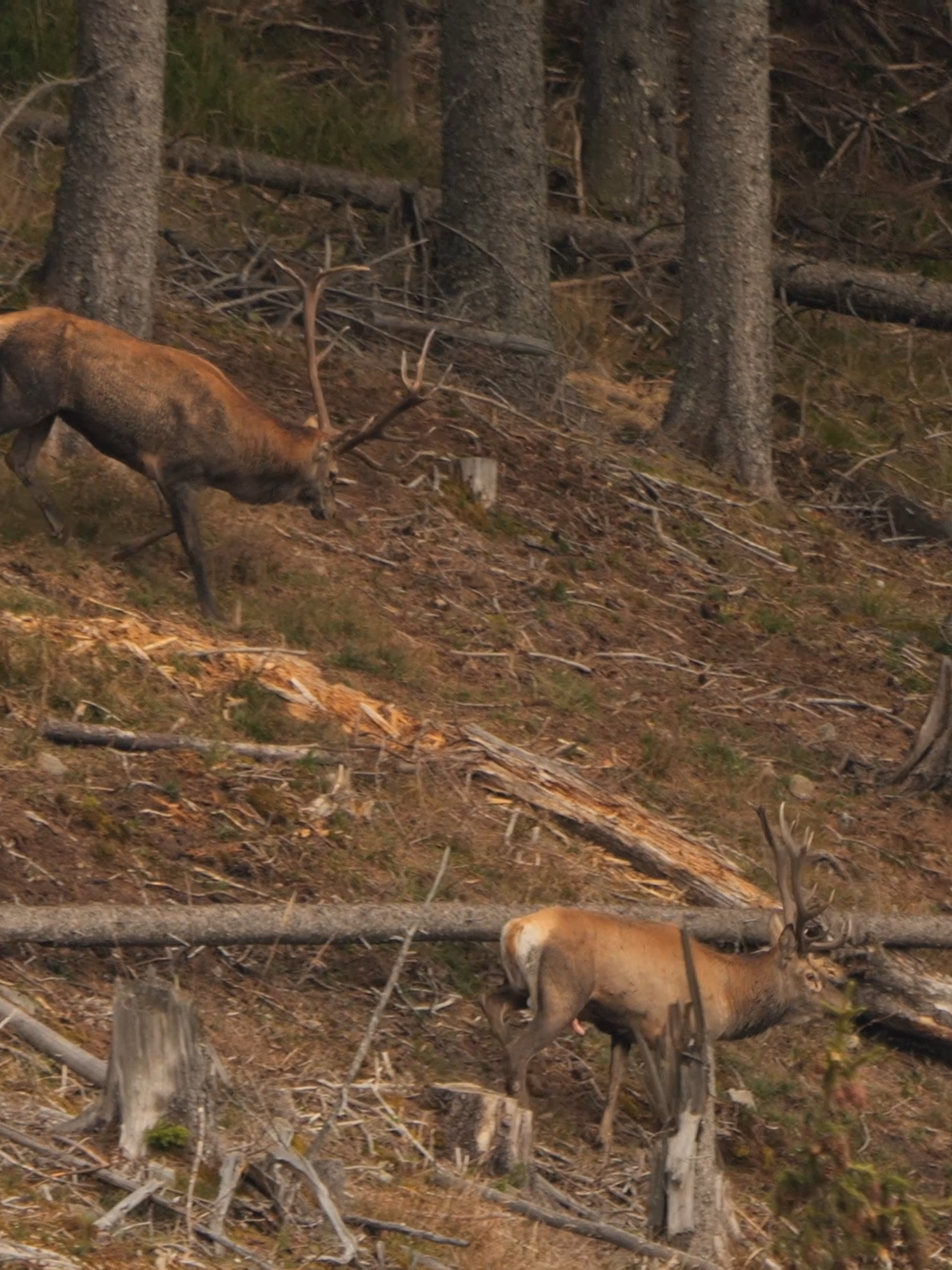 Doi cerbi aproape de bataie!!!   #foryou #fyp #redbull #redstag #cerb #cervuselaphus #forest #deer #tiktokviral #rut #boncanit #dominance #wildlifephotography #battle