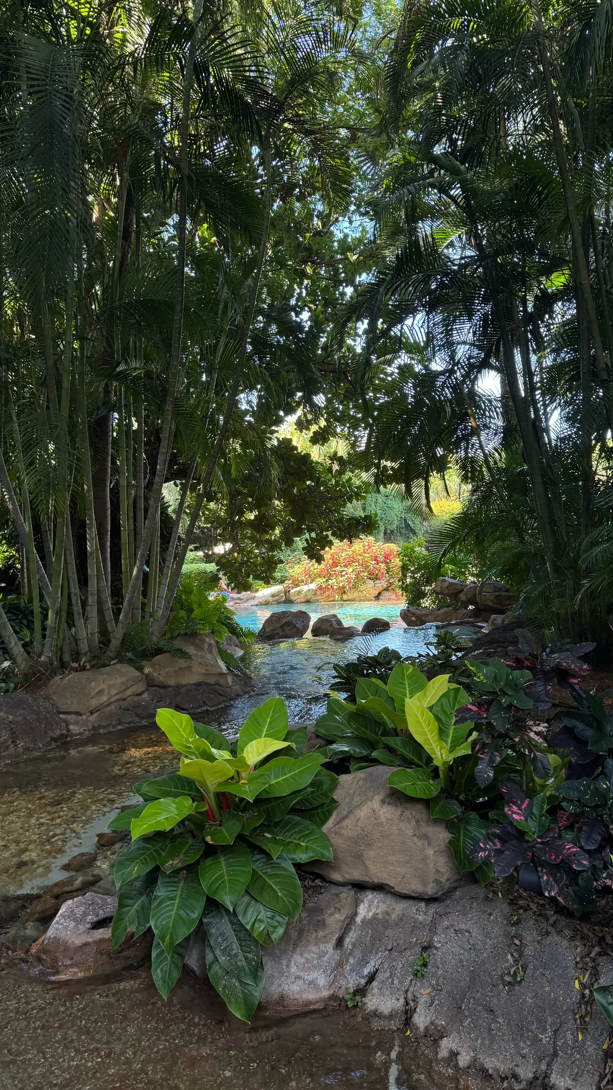 Already really missing summer </3  #fyp #photodump #Summer #florida 