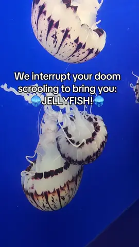 Stay for a minute to look at all the pretty jellyfish at the Monterey Bay Aquarium! 🪼🪼🪼 @MontereyBayAquarium  #jellyfish  #montereybay  #california  #aquarium  #fyp 