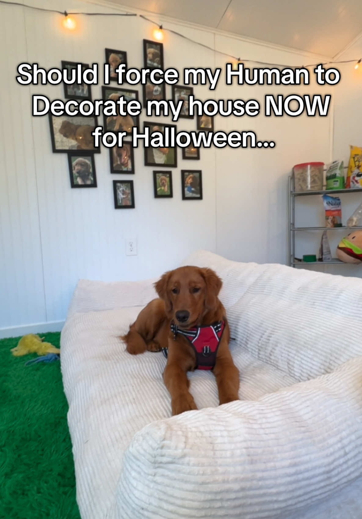 What would you do? #halloween #halloweendog #goldenretrieverpuppy 