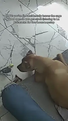 My parents dogs are the sweetest things ever. Truly the best boys. This could have ended very differently. #cockatiel #birdsoftiktok #dogtok #rescuedog #animals 