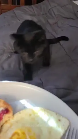 so funny!!!#cats #cute #funnycat #funny #funnyvideos