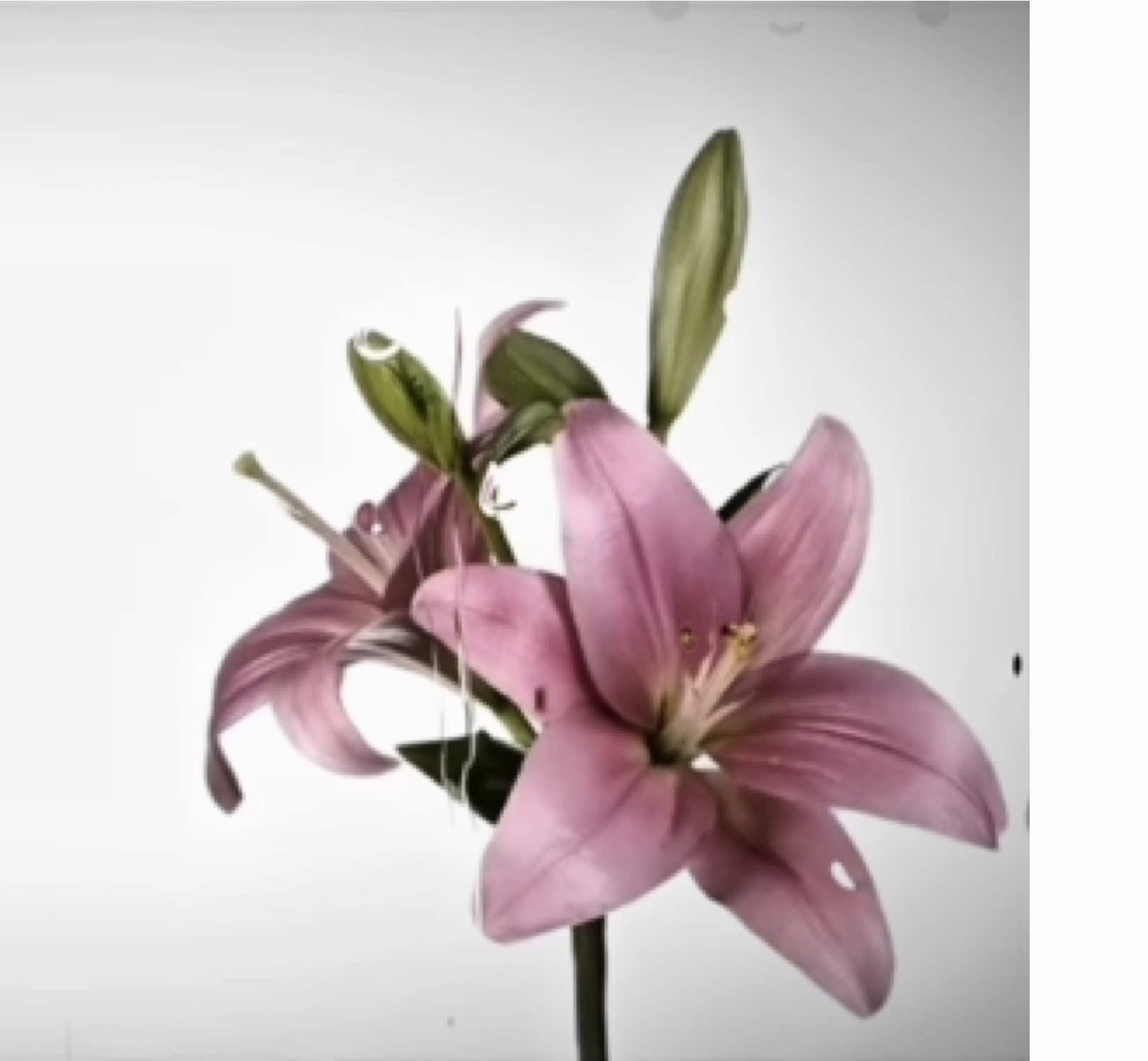 brooklyn baby lana del rey brat lyrics #lanadelrey #neilanmusic #lyricsvideo #brooklynbaby #fyp 